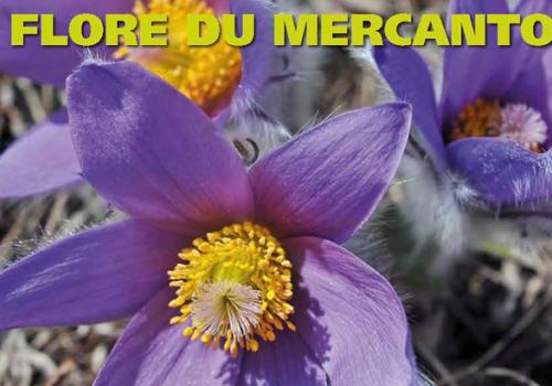 2017-07-13-affiche-anim-estivales-2017-light_page_09-820px.jpg
