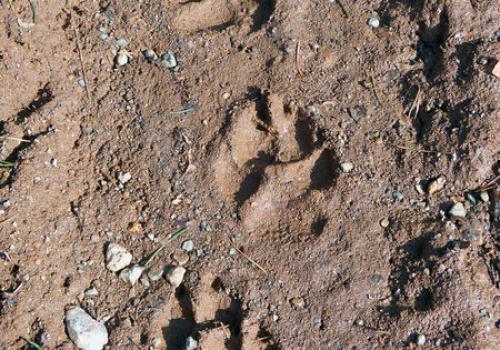Traces et indices