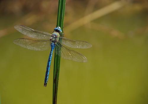 Libellule anax empereur
