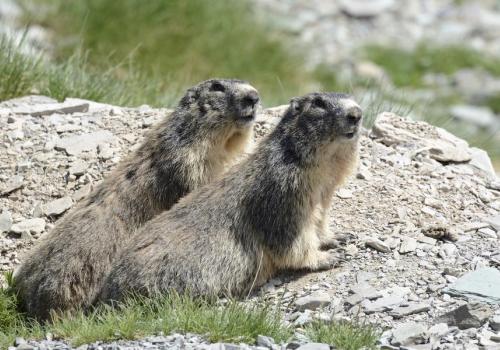 Marmottes - Marmottes