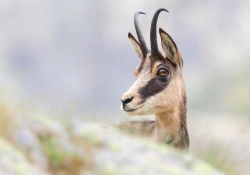 chamois