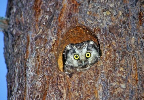 Blind test : les cris de la nuit._Saint-Sauveur-sur-Tinée