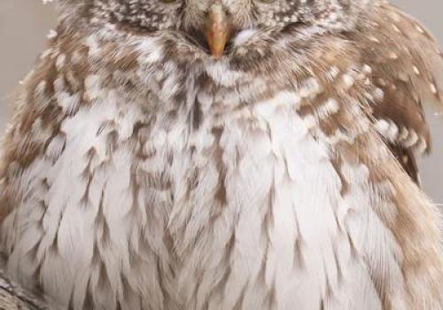 Rencontre avec le photographe animalier Cédric Robion_Saint-Étienne-de-Tinée