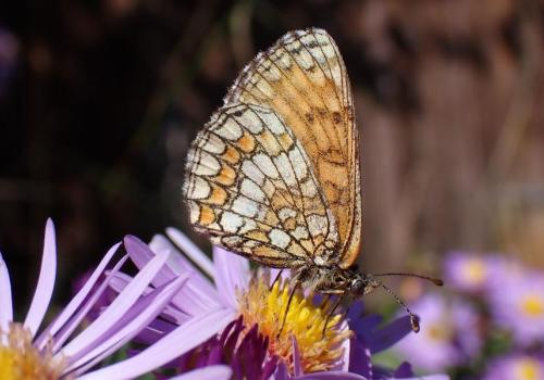 Atelier créatif pour découvrir les papillons_Saint-Étienne-de-Tinée