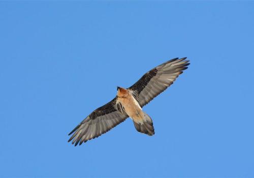 Escape Game gypaète_Saint-Étienne-de-Tinée