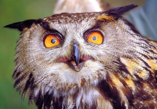 Hibou grand duc