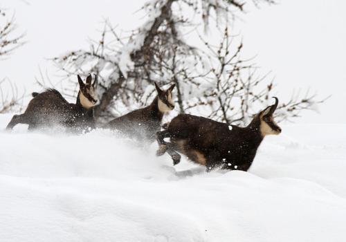 Chamois neige - Chamois neige