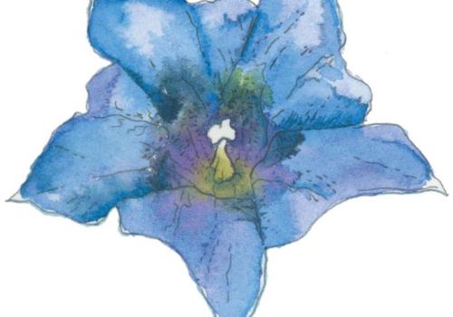 Atelier de dessin et aquarelle pour enfants_Saint-Étienne-de-Tinée