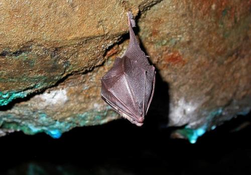 Nuit de la chauve-souris._Roubion
