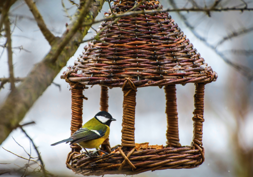 Atelier Vannerie Sauvage : réalisez votre mangeoire pour oiseaux_Tende