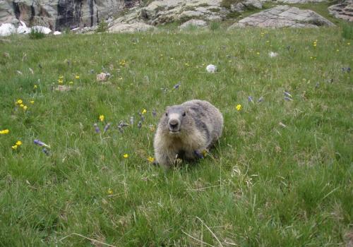 Marmotte à Fontanalbe - Marmotte à Fontanalbe