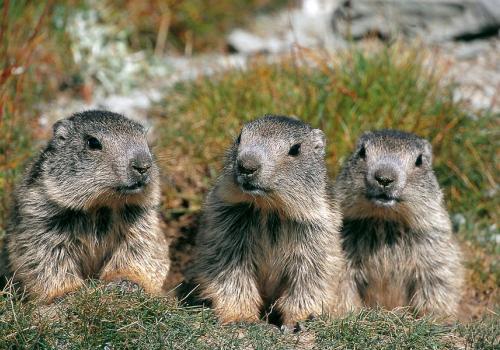 Sur les traces des marmottes : exploration et découverte_Tende