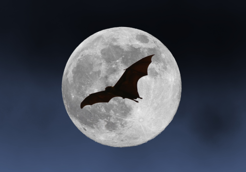 Nuit Internationale de la Chauve-Souris : sortie nocturne et observation_Breil-sur-Roya