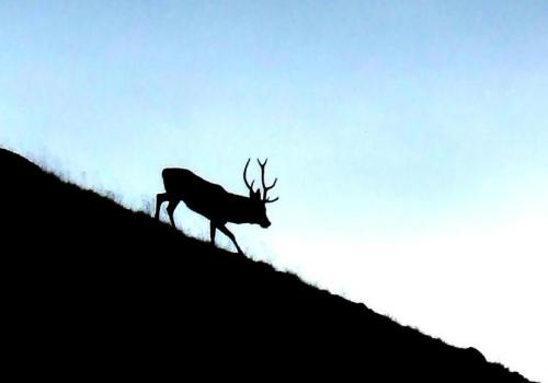 A l'écoute du brame du cerf_Tende