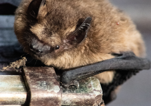 Apéro-Chiro : Film court sur les Chauves-Souris et discussion autour d'un verre_Tende