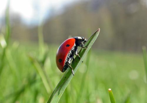 Observation des insectes, jeux et bricolage_Tende