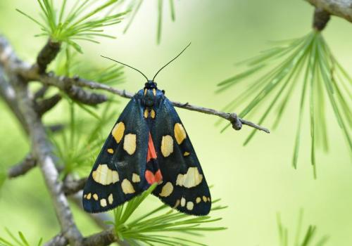 Réveil de la Nature : Sortie papillons, oiseaux et autres petites bêtes_Sospel