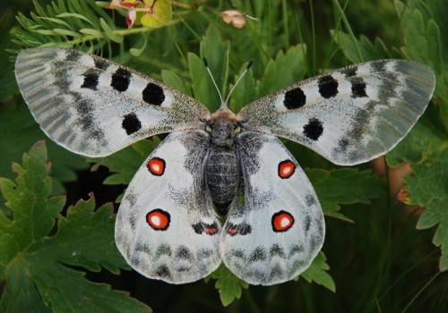 Les secrets du Jardin à Papillons d'Allos