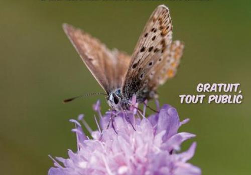 Inventaire participatif des papillons de jour_Allos - Inventaire participatif des papillons de jour_Allos