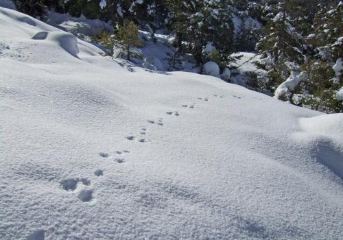 A la découverte des animaux de la montagne : les indices de présence_Saint-Étienne-de-Tinée
