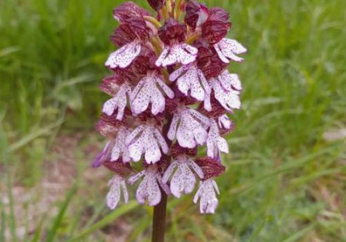 Orchis purpurea - Orchis purpurea