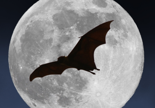 International Bat Night: nocturnal outing and observation_Breil-sur-Roya - Nuit Internationale de la Chauve-Souris