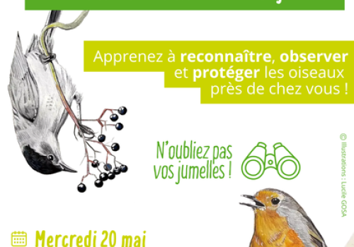 À la découverte des oiseaux de nos jardins !_Péone