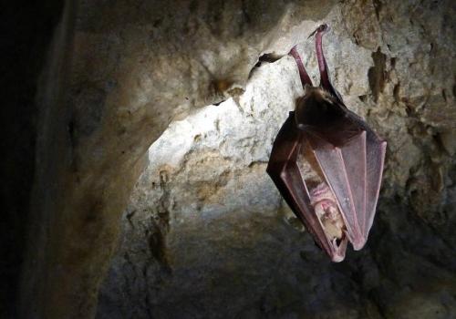 Nuit Internationale de la Chauve-Souris_Breil-sur-Roya - Grand Rhinolophe