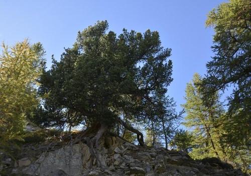 A la decouverte des arbres - Vieux pin cembro (Pinus cembra). Dans le vallon de Bouchiers à saint Paul sur Ubaye.