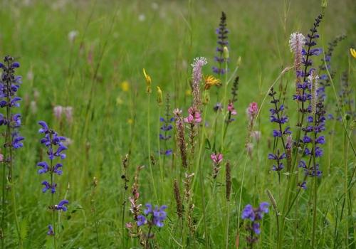 Les fleurs du Mercantour et le changement climatique_La Bollène-Vésubie - Prairie fleurie de l'étage montagnard avec de nombreuses espèces : sauge (Salvia), saintfoin (Ononbrychis), plantain (Plantago), salsifis (Tragopogon)