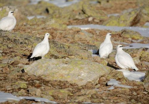 Le tétras-lyre et les galliformes de montagne_Saint-Martin-Vésubie - Lagopède alpin, (Lagopus muta), des lagopèdes en livrée hivernale dans les derniers jours de l'automne avec très peu de neige