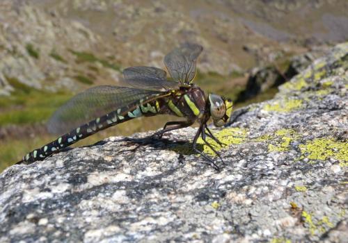 Découverte de la biodiversité du golf de Barcelonnette_Barcelonnette - Découverte de la biodiversité du golf de Barcelonnette_Barcelonnette