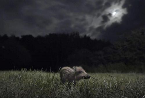 Soirée ciné nature " La Nuit des Animaux"_Sospel - La Nuit des Animaux