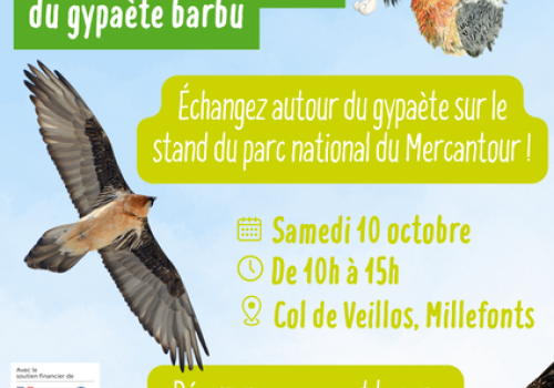 International Bearded Vulture Day with the Mercantour National Park;_Valdeblore