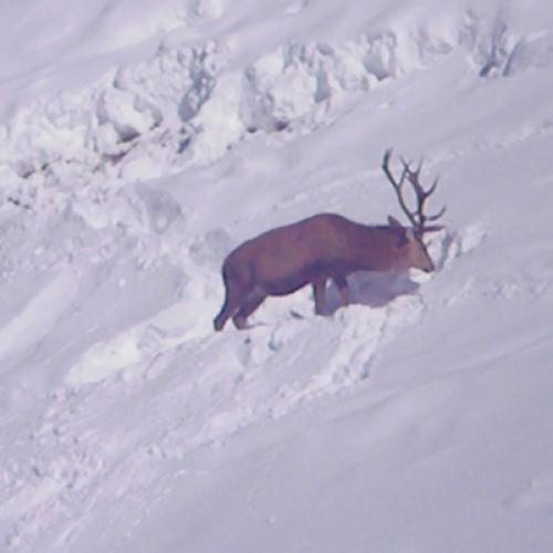 2019-02-12_11_09_28-cerfs_dans_la_neige.avi_-_lecteur_multimedia_vlc.jpg