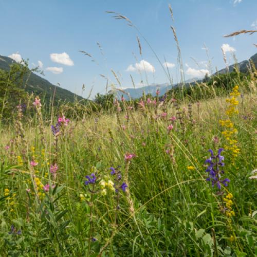 Prairie fleurie © M. Ancely / PnM