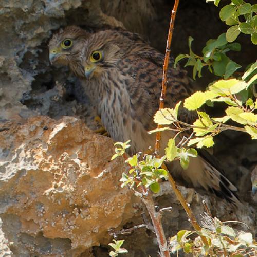 Faucons crécerelles © G. Ripoll