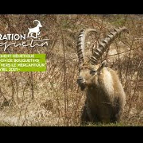 Opération bouquetin 2021 - Parc national du Mercantour et de la Vanoise