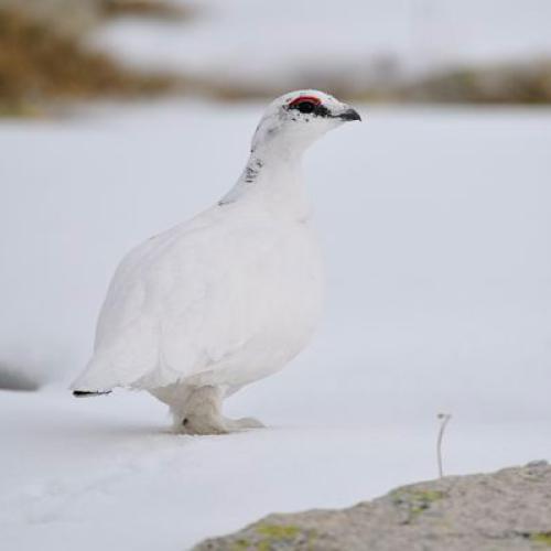 La quiétude de la faune en hiver