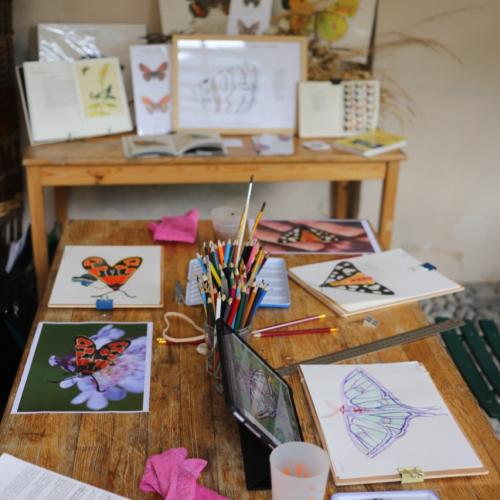 Dernier atelier dessin sur le thème des papillons © I. Lhommedet / PnM