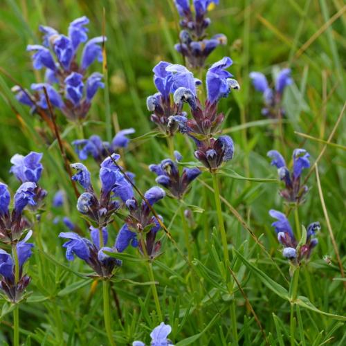 Dracocephalum ruycshiana au col de Larche © F. Breton / PnM