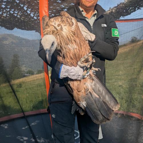 Vautour fauve dans un trampoline © M. Jung / PnM
