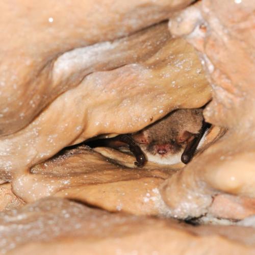 murin_de_natterer_hibernation_ludovic_jouve.jpg