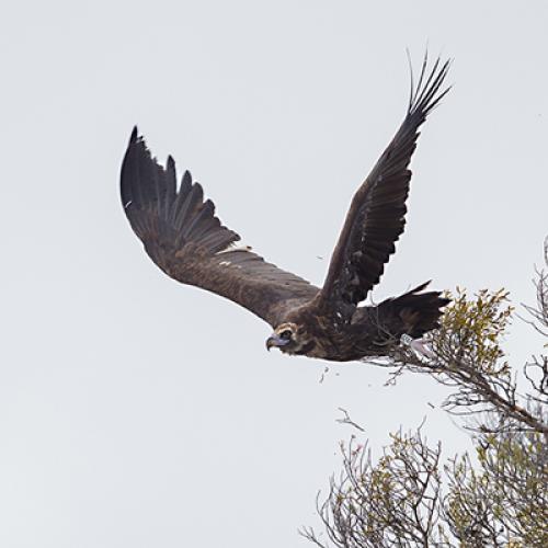 lavande-2020-12-19-faucon-robert-chevalier_d9c0235-x-400px.jpg