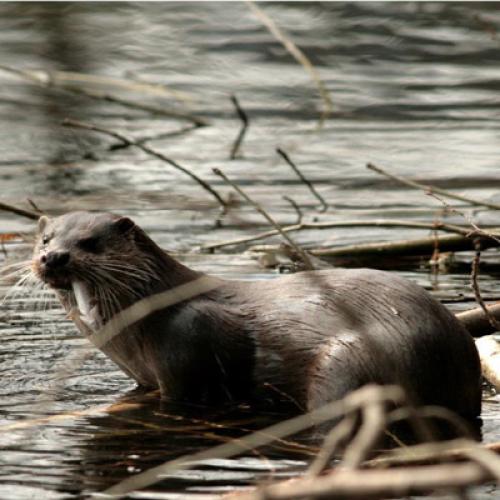 loutre-400px.jpg