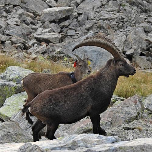 rocket_aux_cotes_dun_bel_italien_col_de_chiapous_ag_400.jpg