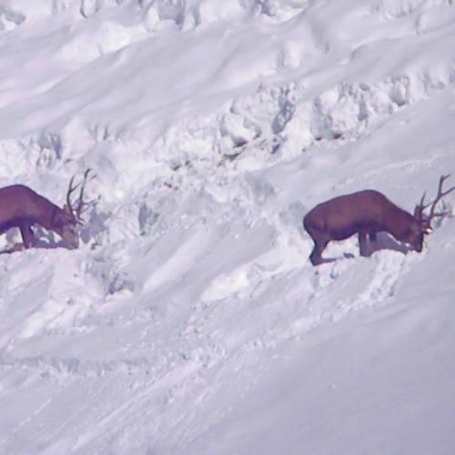 Cerfs dans la neige