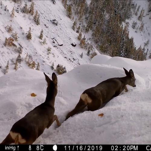 Chevreuils, chamois et cerf dans la poudreuse, hiver 2019