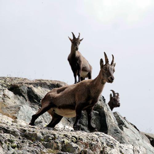 zim_ibex-spot-400px.jpg