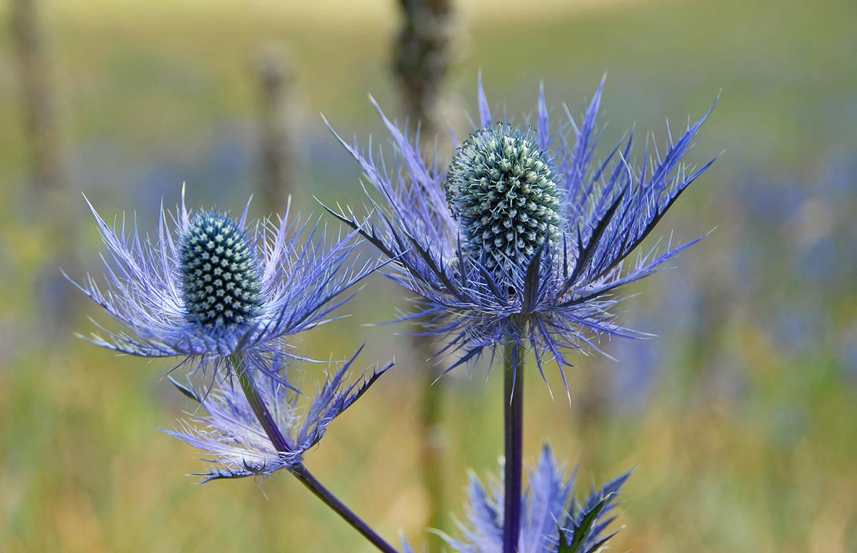 Reine des Alpes, Eryngium alpinum © O. Laurent / PnM